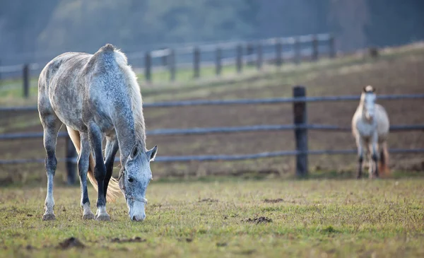 Vackra vita häst betande på gräs (färg tonas bild, skall — Stockfoto