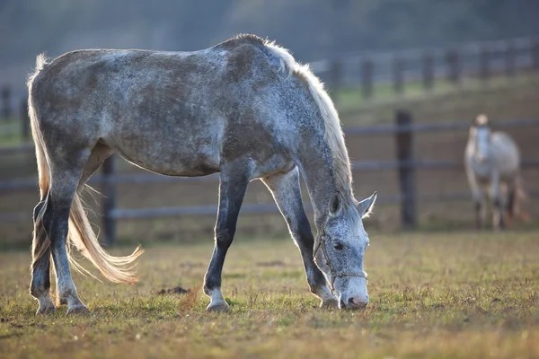 Belo cavalo branco pastando na grama (cor tonificada imagem; deve — Fotografia de Stock