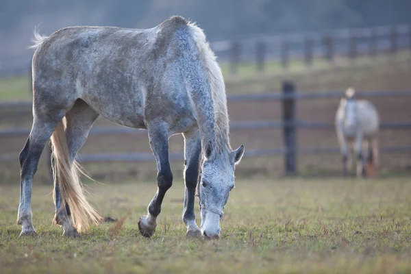 美しい白い馬放牧草の上 (色のトーンのイメージ; しなければなりません。 — ストック写真