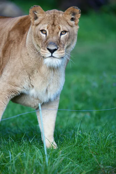 Närbild porträtt av en majestätisk lejoninna (Panthera Leo) — Stockfoto