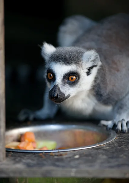 Lemur kata (Lemur catta) — Stok fotoğraf