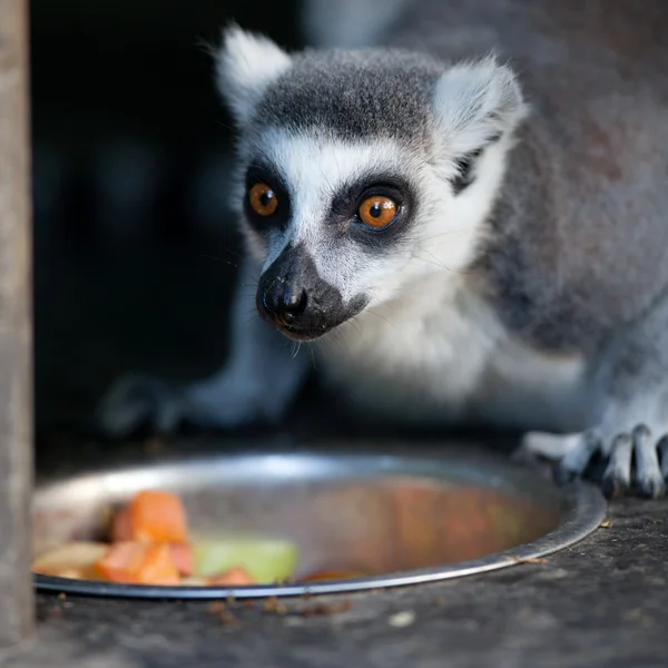 Kata maki (Lemur catta) — Stock Fotó
