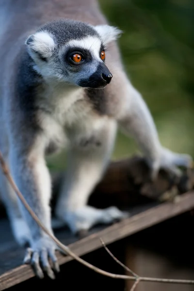 Lémur kata (Lemur catta ) — Foto de Stock