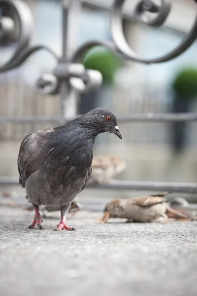 Tauben auf der Stadtstraße (flach dof) — Stockfoto