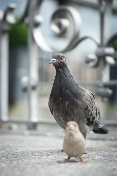 鸽子在城市街道 (浅景深) — 图库照片