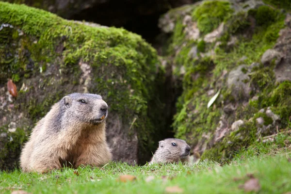 Сурок (Marmota marmota) ) — стоковое фото