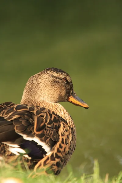 Mallard duck vrouw door een vijver. — Stockfoto