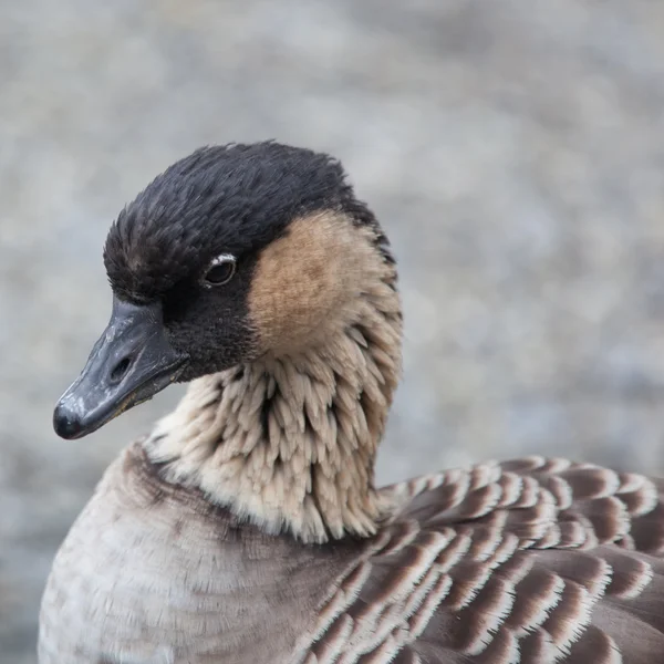 Hawaiian Goose (Branta sandvicensis) — Stock Photo, Image