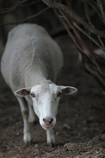 Cute sheep — Stock Photo, Image