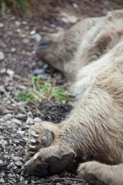Een bruine beer rusten — Stockfoto