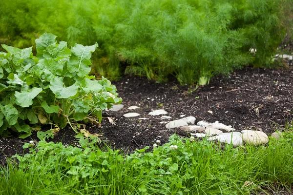 stock image Little organic/bio/permaculture garde