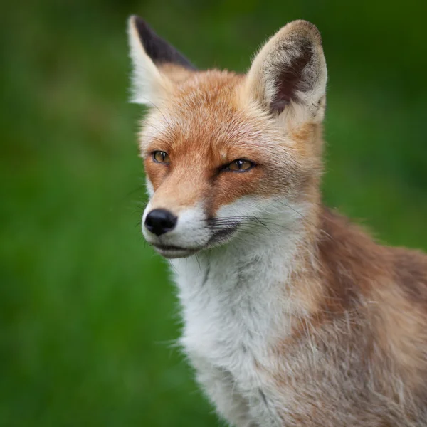 红狐 — 图库照片