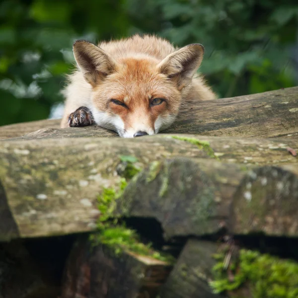 Červená liška — Stock fotografie