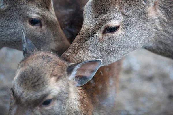Two sika deer does taking care of a young sika deer (lat. Cervu — Stock Photo, Image