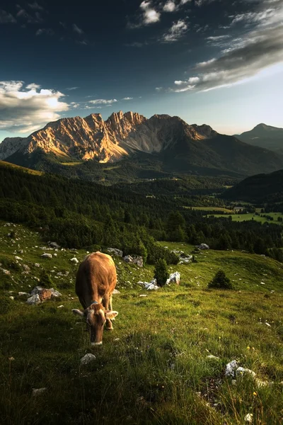 Splendido paesaggio alpino con una mucca — Foto Stock