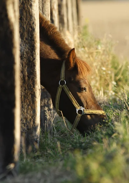 Ponny som sticker huvudet genom staket — Stockfoto