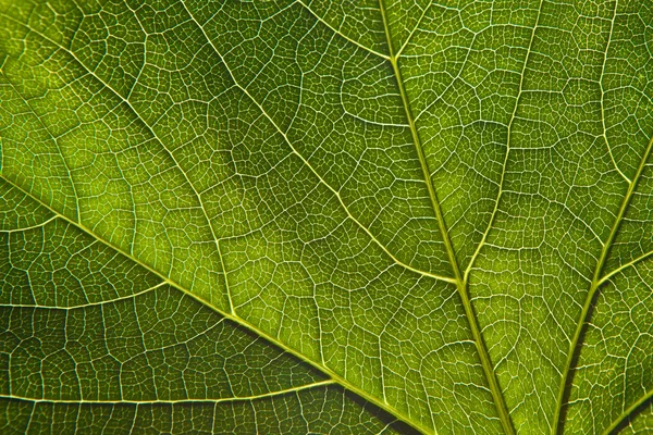 stock image Green leaf close-up