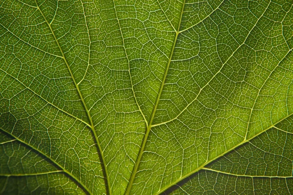 Зелений лист Закри — стокове фото