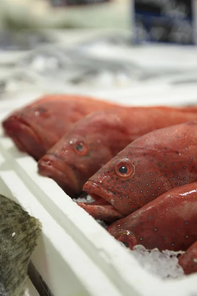 Närbild av fisk på displayen på en offentlig marknad. — Stockfoto