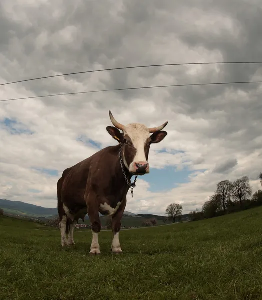 Cow (intentionally distorted by a fisheye lens) — Stock Photo, Image