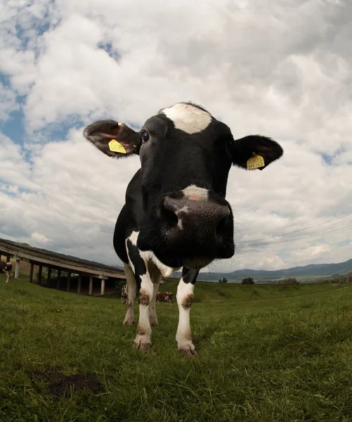 Cow (intentionally distorted by a fisheye lens) — Stock Photo, Image