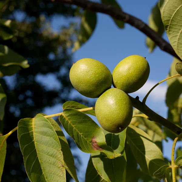 Орехи, растущие на дереве — стоковое фото