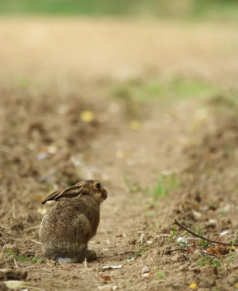Cute little young hare sitting on a path. — Stock Photo, Image