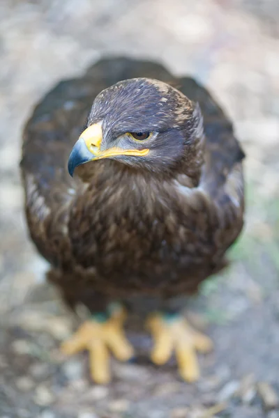 Steppe eagle - close-up portrait of this majestic bird of prey — Stock Photo, Image
