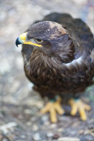 Águila estepa —  Fotos de Stock