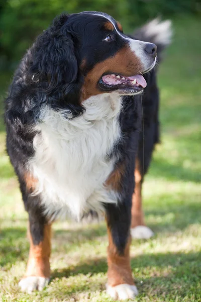 Bernese mountain dog (berner Sennenhond, Moutier) — Stockfoto