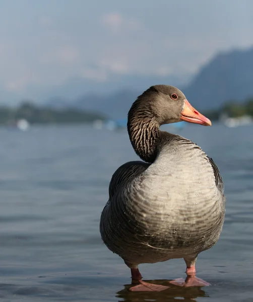 Stor gås vid en sjö i Schweiz — Stockfoto