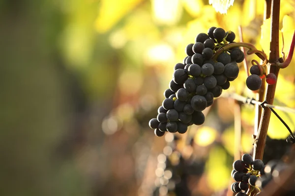 stock image Vineyard