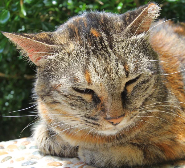 Senny kot — Zdjęcie stockowe
