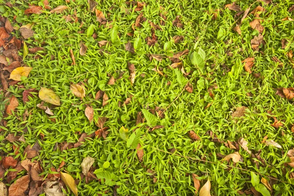 Zelené brýle a spadané listí pozadí — Stock fotografie