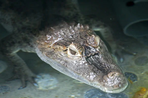 stock image Portrait of a crocodile