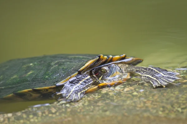 Черепаха в воде — стоковое фото