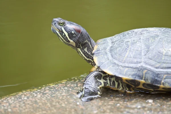 Kaplumbağa Close-Up — Stok fotoğraf