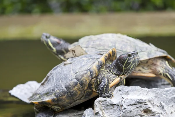 Nahaufnahme von Schildkröten — Stockfoto