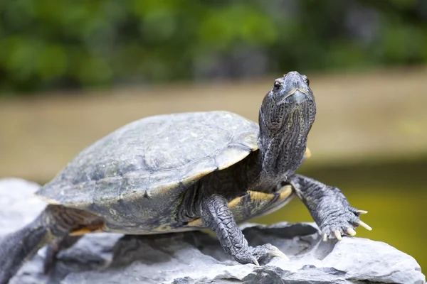 Крупный план черепахи — стоковое фото