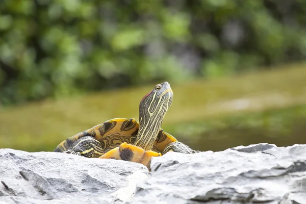 Żółw na kamień — Zdjęcie stockowe