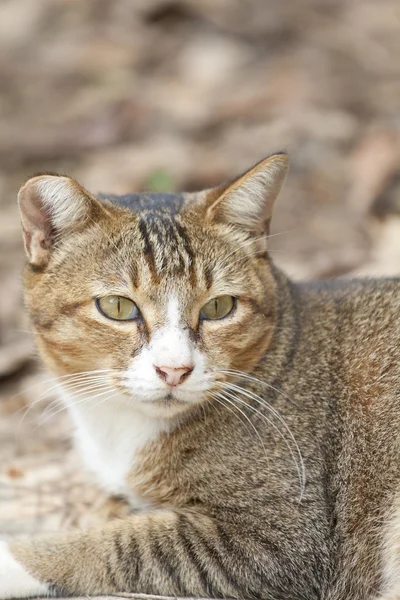 날카로운 시력을 가진 고양이 — 스톡 사진