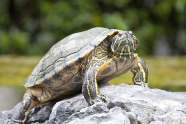 Kaplumbağa üzerinde taş bekleyen