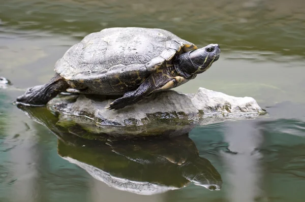 Kaplumbağa taş — Stok fotoğraf