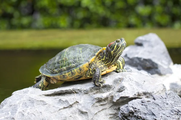Черепаха на камне — стоковое фото