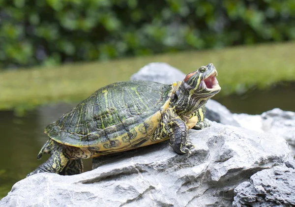 Tortoise op steen zijn mond openen — Stockfoto