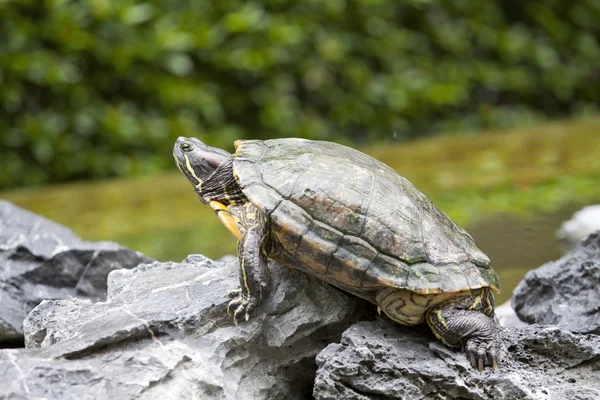Żółw na kamień — Zdjęcie stockowe