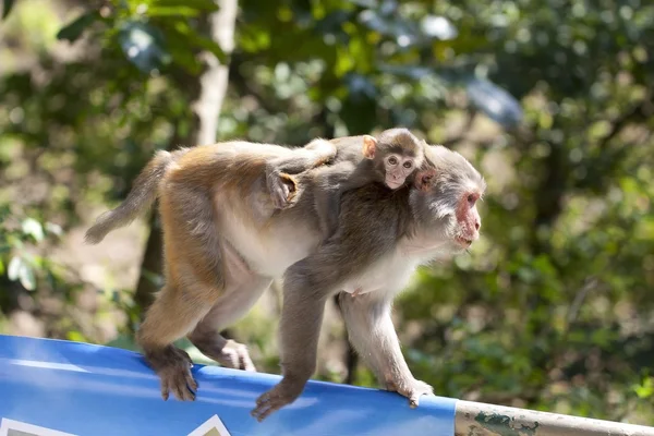 Mono madre llevar bebé en el campo —  Fotos de Stock