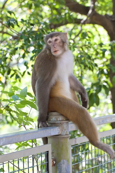 Monkey looking in wild environment