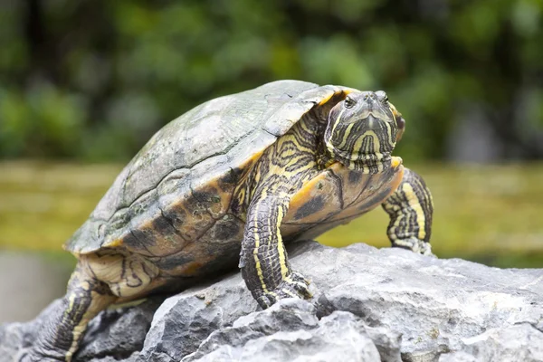 Schildkröte auf Stein wartet — Stockfoto