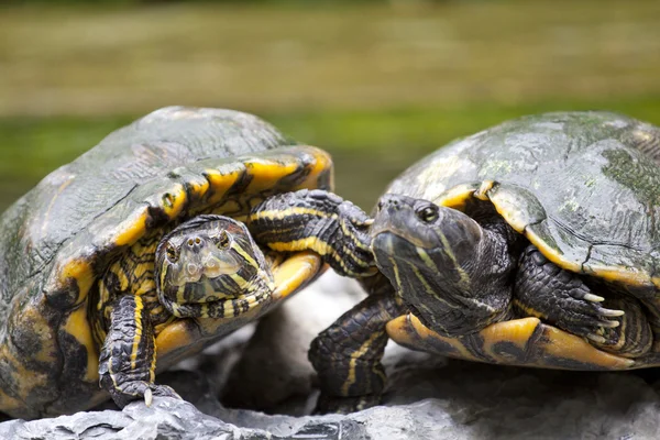 Kaplumbağa üzerinde taş rahatlatıcı — Stok fotoğraf